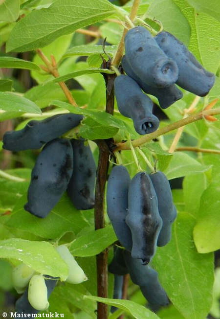 Lonicera caerulea var kamtschatica 'Zojka' makeasinikuusama